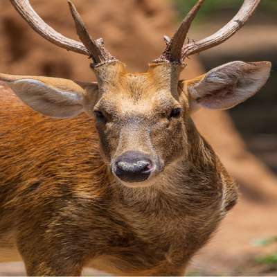 Arignar Anna Zoological Park.